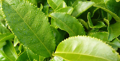 Chá Verde Descafeinado